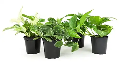 Live Pothos Plants (4PK) Indoor Plants Live Houseplants
